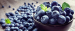 Importer from The Netherlands is looking for Blueberry